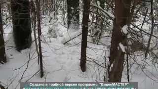 Зимняя охота,следы зверей.  Winter hunting,the signs of the animals.