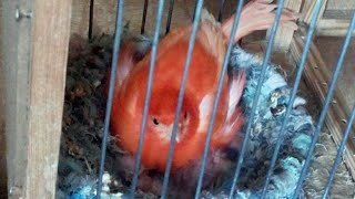 Птенцы Канарейки 20 дней.Красная самка с птенцами.Разведения.Canary
