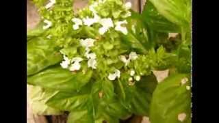 Busuioc -planta medicinala -Farmacia naturii