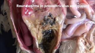 Poultry postmortem: Ulcerative Proventriculitis in Poultry by RS Brar, HS Banga, Rahul Kumar