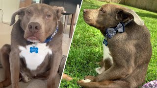 Rare 'werewolf' dog is one of only 20 in the world