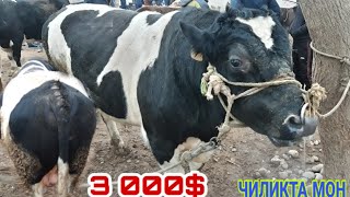 МОЛБОЗОР И Курбоншахид Нархи БУКАИ КАЛОН 22 января 2020 г. МОЛБОЗОРИ ХУЛБУК