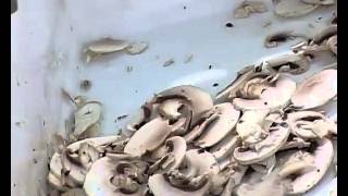 Нарезка грибов ломтиком 2 мм на многофункциональном аппарате для нарезки Foodlogistik_ROVABO