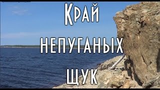 ☀️ КРАЙ НЕПУГАНЫХ ЩУК, щуки стоят повсеместно, съемки среди коряг ✰