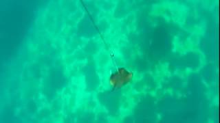 Underwater hunting a Stingray at 13 metres (ОХОТА на СКАТА ХВОСТОКОЛА)