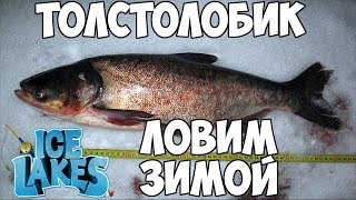 Ice Lakes - Ловля толстолобика зимой. Необычная зимняя рыбалка