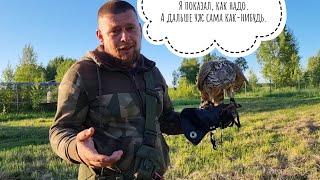 Ястреб тренирует человека. Артём проводит мастер-класс по работе с ястребом-тетеревятником Клюквой