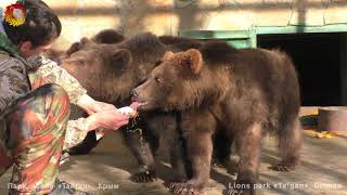 Чудо! Кипер Витя и три медведя! Архив. Тайган. Keeper Victor and three bears! Taigan.