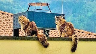 Мейн Куны Вилли и Пуша, у банды был трудный день ..