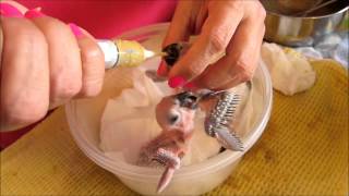 Baby Parrot Handfeeding Time