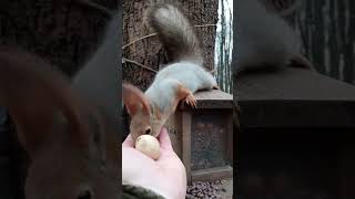 Всем белочкам по орешку / All squirrels on a nut