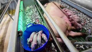 360 farrower - indoor freedom farrowing