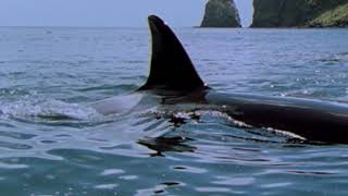 Encounter with an orca