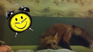 RAY THE FOX: "HEY, YOU, WAKE UP!"