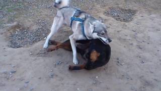 Хаски по имени Локи против ротвейлера. Husky Loki against the Rottweiler.