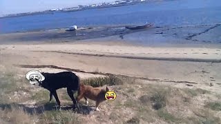 The Dog With an Iron Dick ( DOG AND BITCH mating )