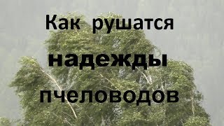 Как рушатся надежды пчеловодов