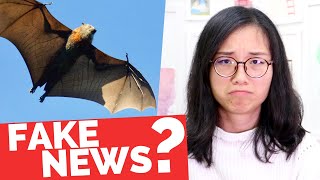 MORCEGO, FAKE NEWS E PRECONCEITO (coronavírus) | Pula Muralha