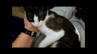 Tasha -- loving mama kitty {{ Adopted!! }}