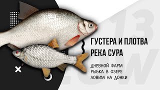 БЫСТРЫЙ ГАЙД | CУРА - ПЛОТВА, ГУСТЕРА, КАРАСИ | РУССКАЯ РЫБАЛКА 4