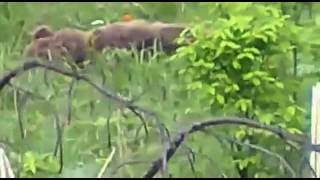 Охота. Нападение медведя на охотников.