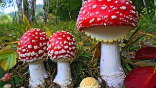 Amanita Muscaria Trip Report