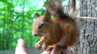 Белка с глазом / Squirrel with an eye