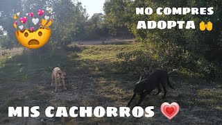 NO COMPRES, ADOPTA / Mis Cachorros ?