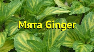 Мята Джингер (Мята Ginger). Краткий обзор, описание характеристик, где купить саженцы méntha Ginger