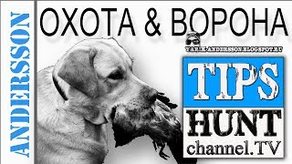 Ʊхота на серую ворону ►Снаряжение и патроны ♦Ḉrow hṳnting♦