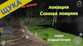 Русская рыбалка 4 - озеро Старый Острог - Полсадка щук