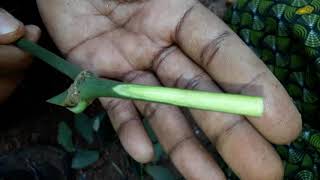 How to graft pepper in thippalli in 1080p HD
