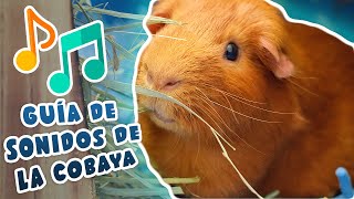? SONIDOS DE LA COBAYA / CUYO / CUY Y SUS SIGNIFICADOS ??