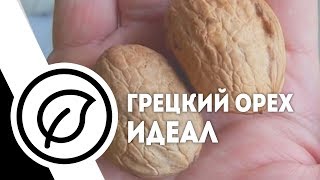 Саженцы грецкого ореха. Идеал