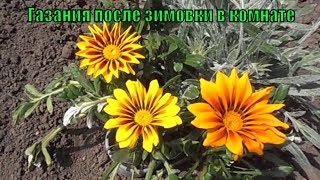 Газания (гацания), условия выращивания. Состояние после зимовки в комнате.