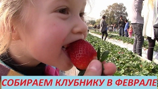 ИЗРАИЛЬ. КЛУБНИКА. ФЕВРАЛЬ. ЕДЕМ СОБИРАТЬ
