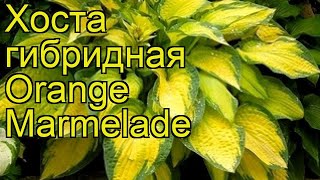 Хоста гибридная Оранж Мармелад. Краткий обзор, описание характеристик hosta hybrida Orange Marmelade