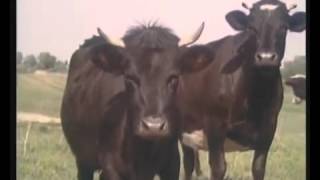 Пчеловодство. Пчелиные истории   1987 год
