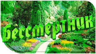 Бессмертник - лечебные свойства и противопоказания