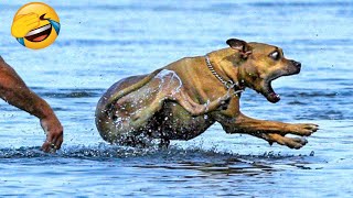 Funniest Cats And Dogs Videos - Best Funny Animal Videos 2022