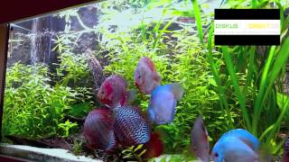 Stendker Diskusfische über 1 Jahr im Kundenaquarium begleitet...