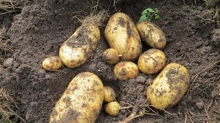 Выращивание картофеля под соломой (Growing potatoes under straw)