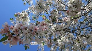 ? Весна в саду, цветут вишня, ? тюльпаны, азалия, калина бульдонеж, сад в белых тонах