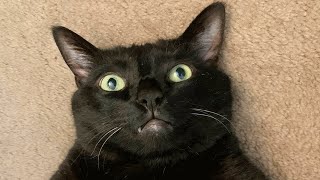 No one would adopt this black shelter cat. Then someone took a chance on him.