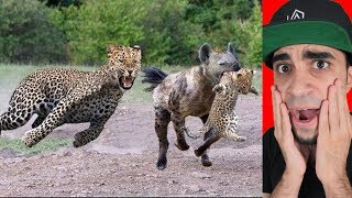 ضبع يخطف طفل الفهد " ردة فعل الفهد " !!