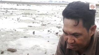 Kerang Terbesar di dunia ditemukan di pulau satando, Kab pangkep