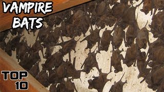 Top 10 Scary House Infestations