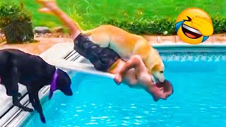 Best Funny Animal Videos 2022 - Funniest Dogs And Cats Videos