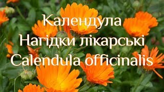Календула. Нагідки лікарські. Calendula officinalis