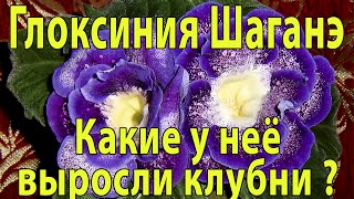 ?Проверяем какие выросли клубни у глоксиний. Продолжение. Глоксиниевые игры? ?